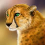 Cheetah Commission - Kweli