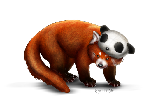 Red Panda with panda beanie