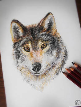 Wolf Portrait