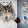 Wolf Portrait - Regular paper X Pastelmat