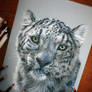 Snow Leopard