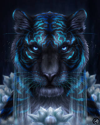 Year of the Water Tiger