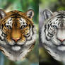 Tiger Study