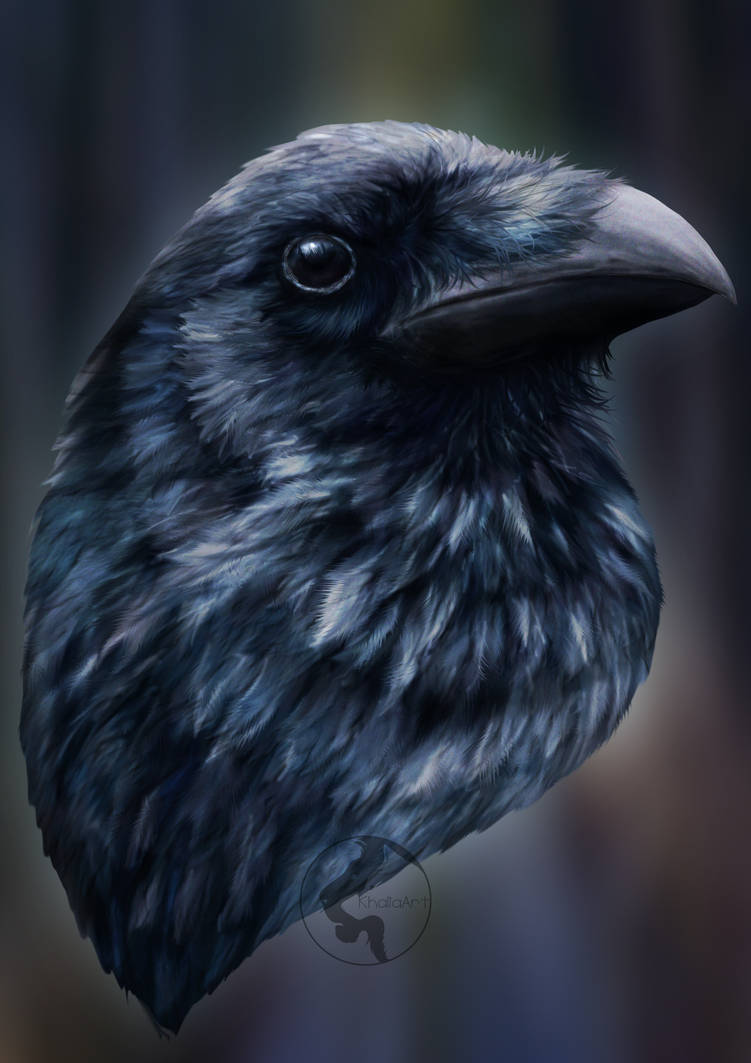 Raven Study by KhaliaArt on DeviantArt