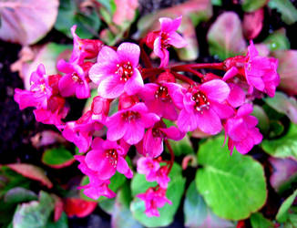 Red flowers