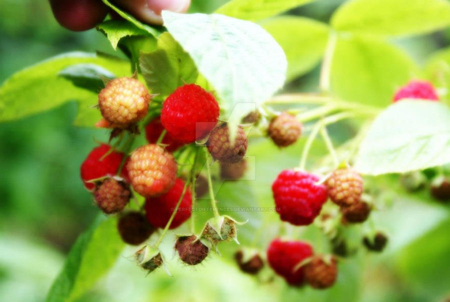 Raspberry Family by PerfectDifferences on DeviantArt