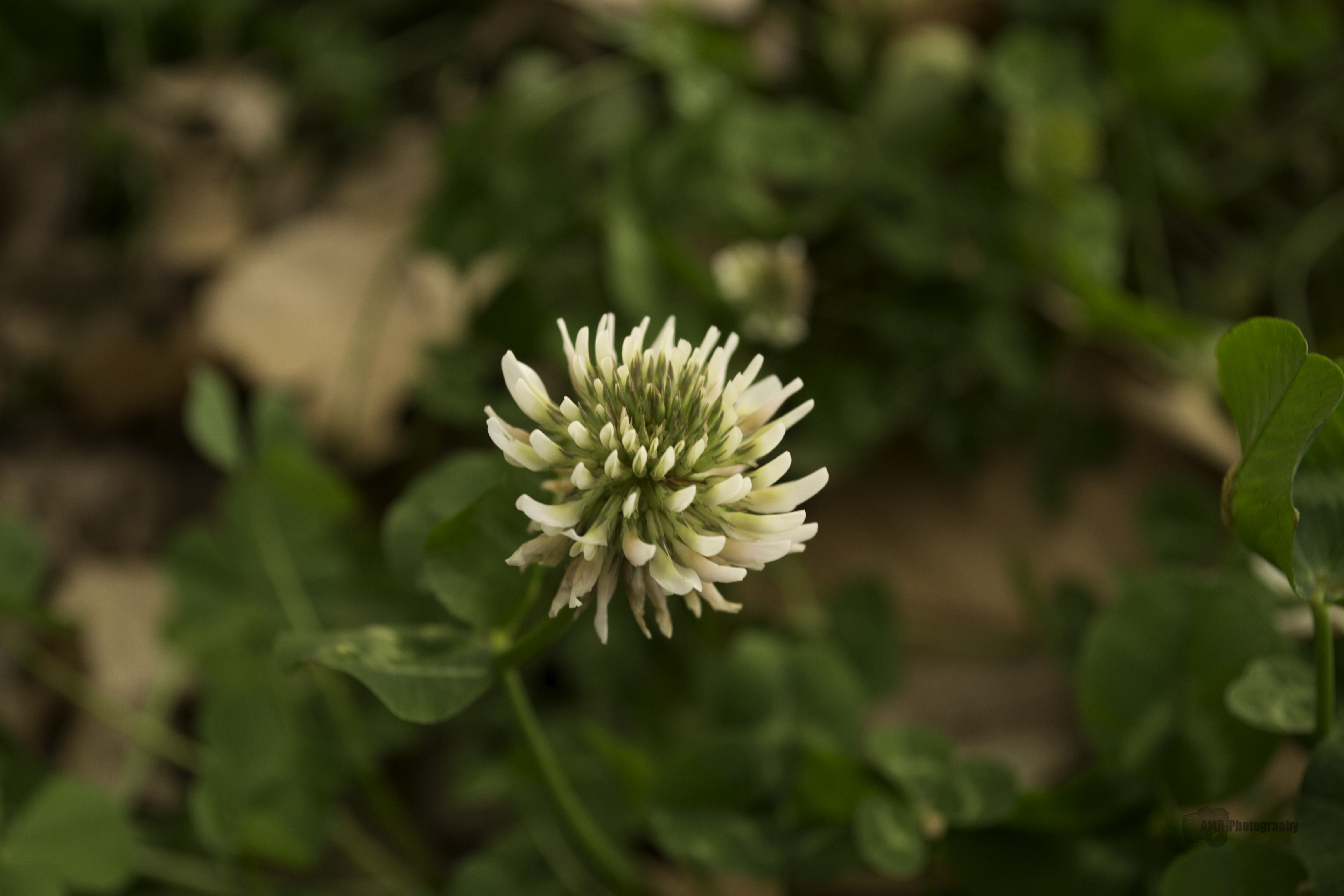 Trifolium Repen