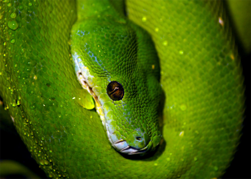 Green Tree Python by Spetsnazshinobi on DeviantArt