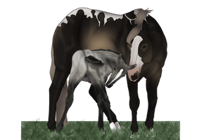 Breeding Payment - Brand New Booty