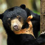 Sun Bear