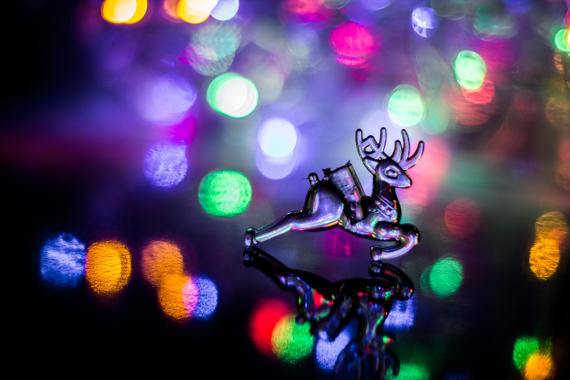 Reindeer in Lights