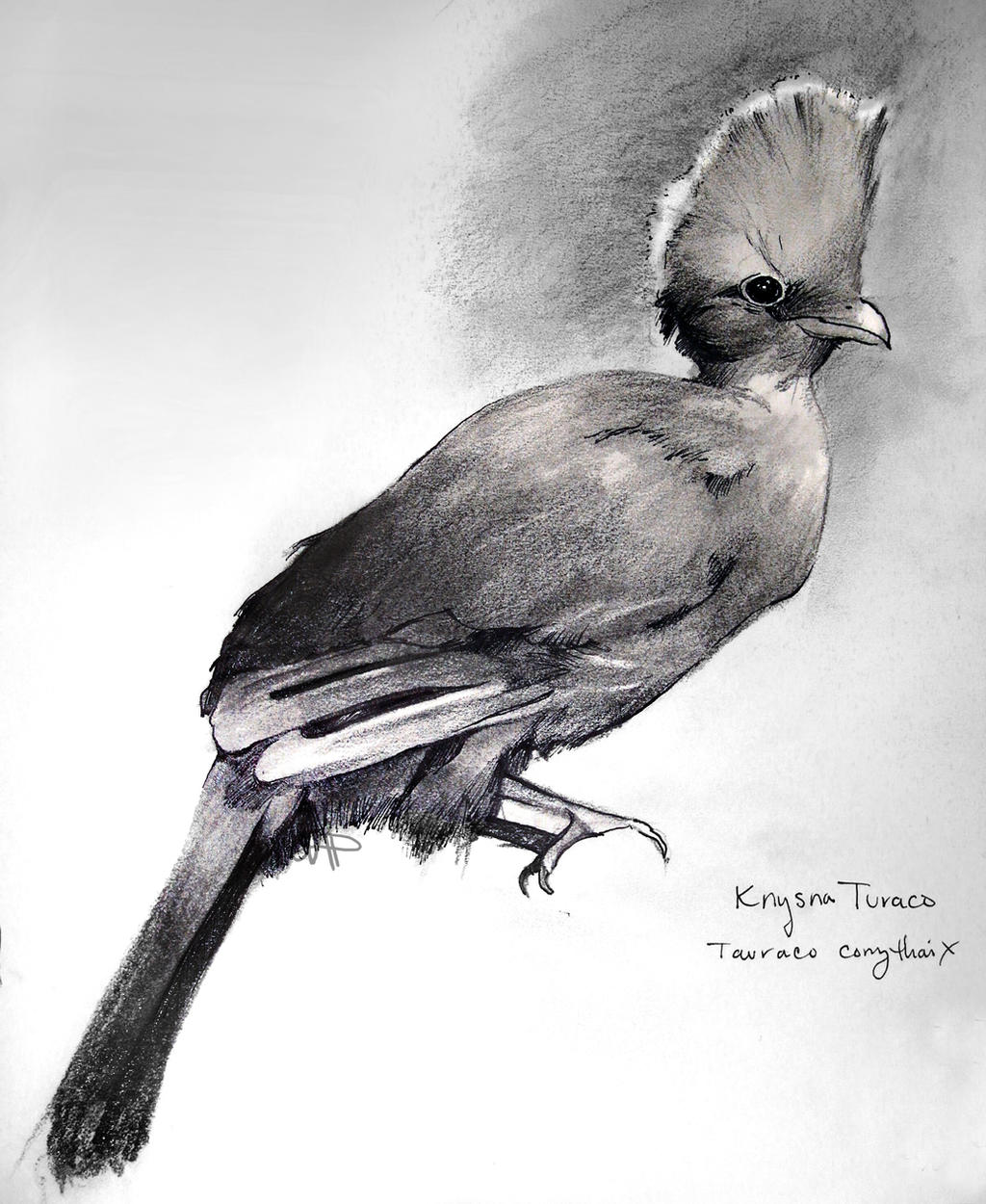 Knysna Turaco (Tauraco corythaix)