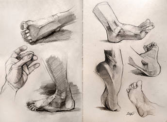 Anatomy Foot Studies 2014