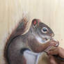 Squirrel painting