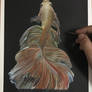 Siamese Fighting Fish In Progress