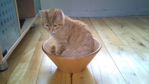 A bowl of cat?