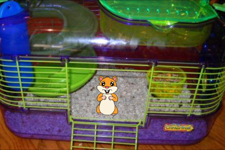 Becoming the new Classroom pet