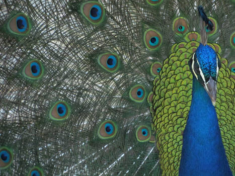 Peacock