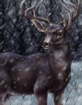 Deer during the snow