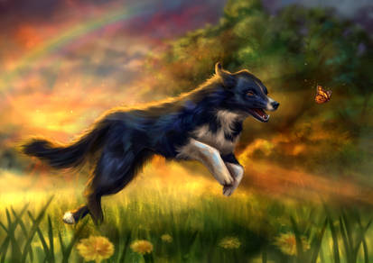 Border Collie (Commission)