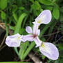 Big Purple Flower