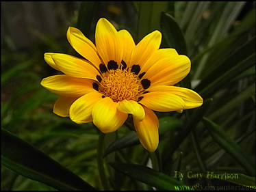 Hope yellow flower