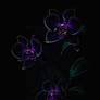 Darkness and Orchids 01 - 2560x3840
