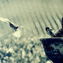 flight