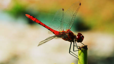 Dragonfly 2