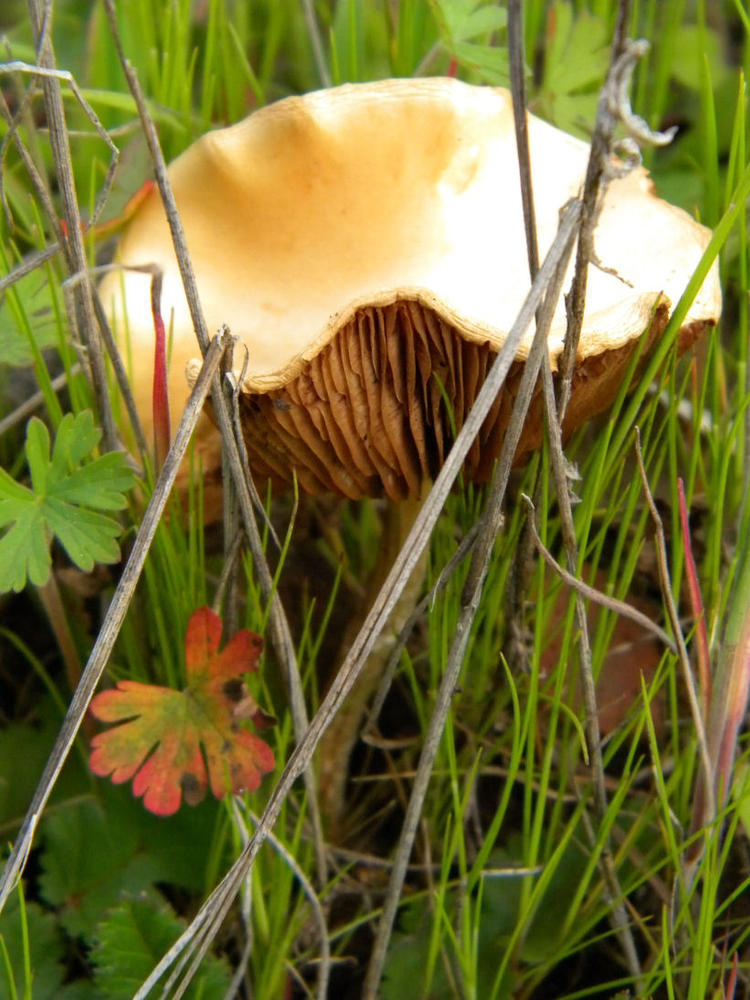 Ridges by NatureRaven on DeviantArt