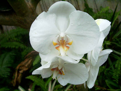 Orchid