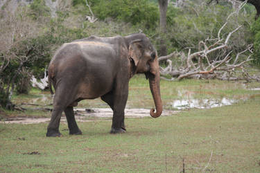 Sri Lankan Elephant