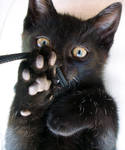 Black Cat by StefanaM
