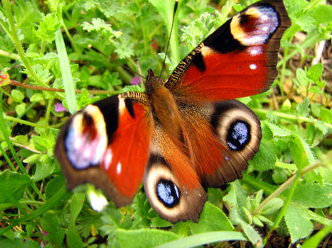 Butterfly