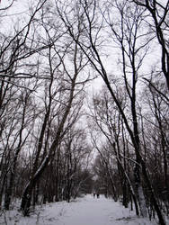 Snowy forest path