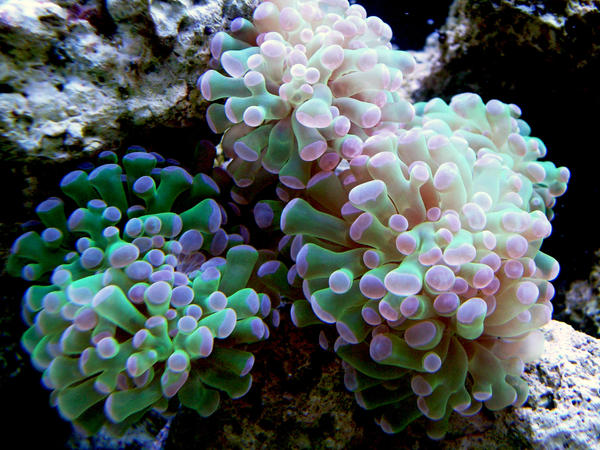 Purple tip Hammer coral