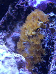 Yellow polyps