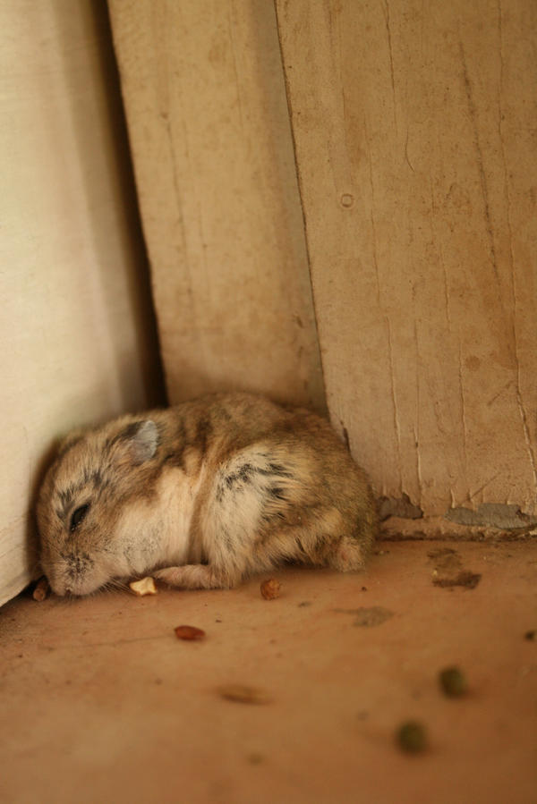 Sad hamster violin hamster. Несчастный хомяк. Грустный хомяк. Грустный хомячок. Печальный хомяк.