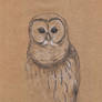 Owl 1