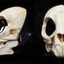 Rodent/Rabbit Skull Mask - painted