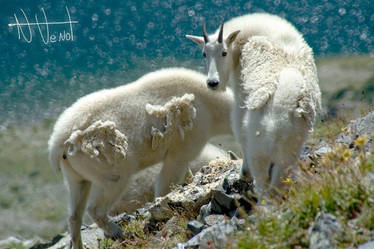 Muntain goats III