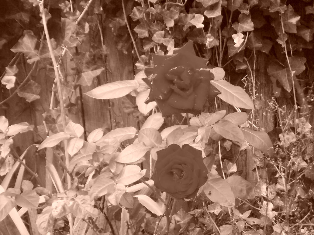 Faded color roses by Tekumei on DeviantArt