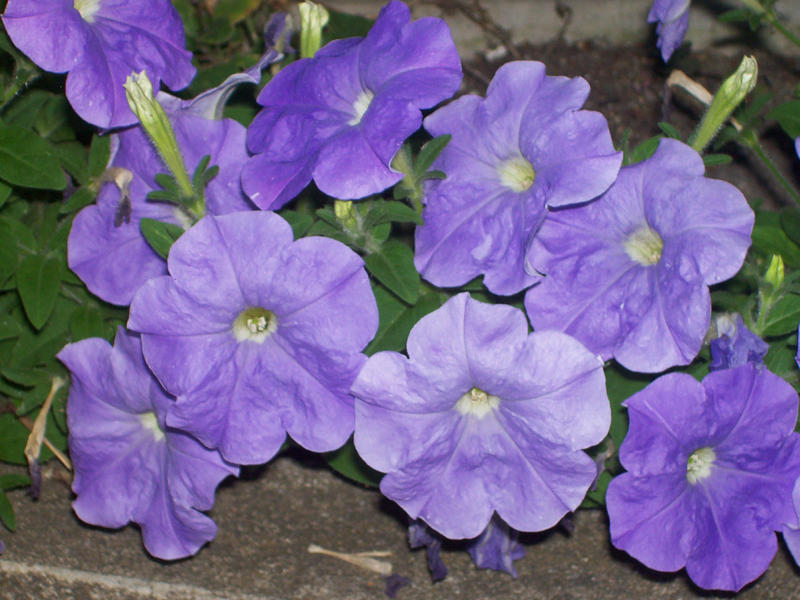 purple Flowers