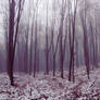 Deep Foggy Forest