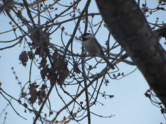 Chickadee in a Maple Tree