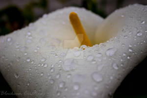 ::lillies in the rain::
