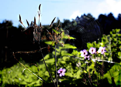 spider view