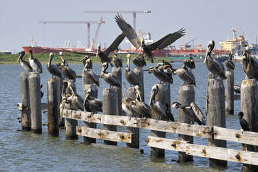 Pelicans and Oil Tankers