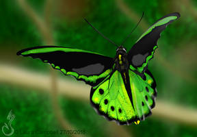 Cairns Birdwing