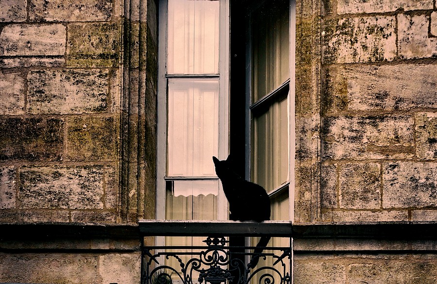 Chat Noir